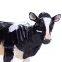 Custom Holstein Friesian Figure Pvc Holstein Cow Animal Model Toy Vivid Holstein Friesian Cow Action Figure