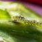 Biosafety against non-targets harmless to beneficial insects and Destroy the lacewing flies