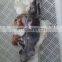 Good Quality Frozen Squid Neck With Best Price