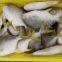 Good Golden Pompano, Golden Pomfret, Golden Pompano 300-400g/400-600g/500-600g/800+