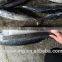 .Frozen bonito Auxis tapeionsoma wholesale 20 kg / bag