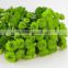 Cheap most popular single stem mini green chrysanthemum