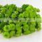 Love theme hot selling green chrysanthemum flower