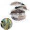 Wholesale Exotic Feathers For Craft Gift Decoration