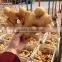 new product dried or fresh Chinese mature ginger with good price