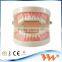 plastic acrylic teeth and jaw model for dental study