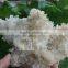 Natural Mineral Rock Quartz Crystal Cluster for Decora