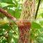 GMP factory supply polygonum cuspidatum extract