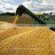 High quality yellow maize