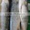 Frozen grey mullet gutted and scaled
