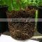 specification of phosphorus humic acid granular