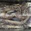 Frozen Giant Squid Tentacle