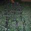 net light/urtain light/icicle light,Led Christmas/decorative/solar lights/string lights /meteor rain light