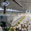 Qingdao modular steel structure full automatic poultry H cage layer chickens building