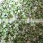 Sinocharm A Grade L2-3CM IQF Celery Cut Frozen Celery