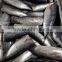 2015 frozen bonito HGT 300g+/pc for canned