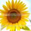Mother's Day Fresh Cut yellow sunflower Flower for Wholesale