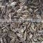 China Roasted Salted Sunflower seeds with best price