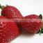 IQF Strawberry , Festival type