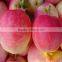 Chinese Gala Apple/ Gala Apple for Sale
