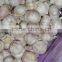 2015 Crop Fresh Garlic