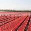 Best Quality Salty Sun Dried Tomato