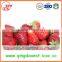 Bulk for Sale High Quality Whole Strawberry