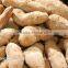 New Condition FC-307 Fresh Sweet Potato Grinding Machine