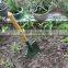 Comfortble Agriculture Farming Wooden Handle Garden Mini Digger Sonw Shovel for Garden