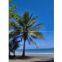 Palm tree tower