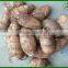 Garlic Sprouts/Garlic Scap/ Garlic Liver Moss