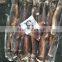 china frozen illex squid all size