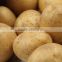 2016 crop good taste fresh potatoes for export