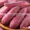 FRESH SWEET POTATO