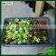 artificial mini succulents artificial succulents wholesale