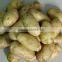 Factory supplying 2015 new crop fresh Holland Potato with good quality