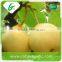 40-44 size of bulk ya pear
