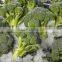 Frozen Broccoli