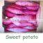 Sweet Potato