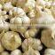 TAKE PART OF PRODUCT GARLIC