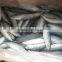 frozen seafood fish whole scomber japonicus