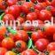 Hot sale High viscosity filling machinery/tomato sauce filling machinery/ketchup filling machinery