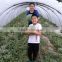 Single span tunnel Transparent Coextruded PE Cover Film PE mulch film for watermelon greenhouse