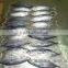 Tuna Skipjack