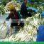 (HOT) Organic green fresh radish exporters in China, good faith the seller!