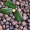 Camellia Seed Tea Saponins Powder of CAS 8047-15-2