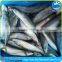 Hot Selling Pacific Mackerel Scomber to Africa