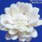 Sola flower