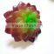 Colorful Succulent Artificial Succulent Wholesale for Plant Wall Decor