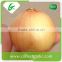 Egypt export fresh onion